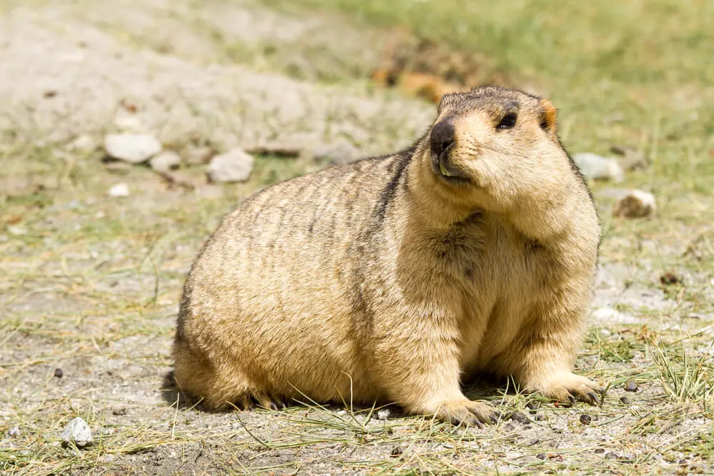 Tradição no Canadá: Dia da Marmota
