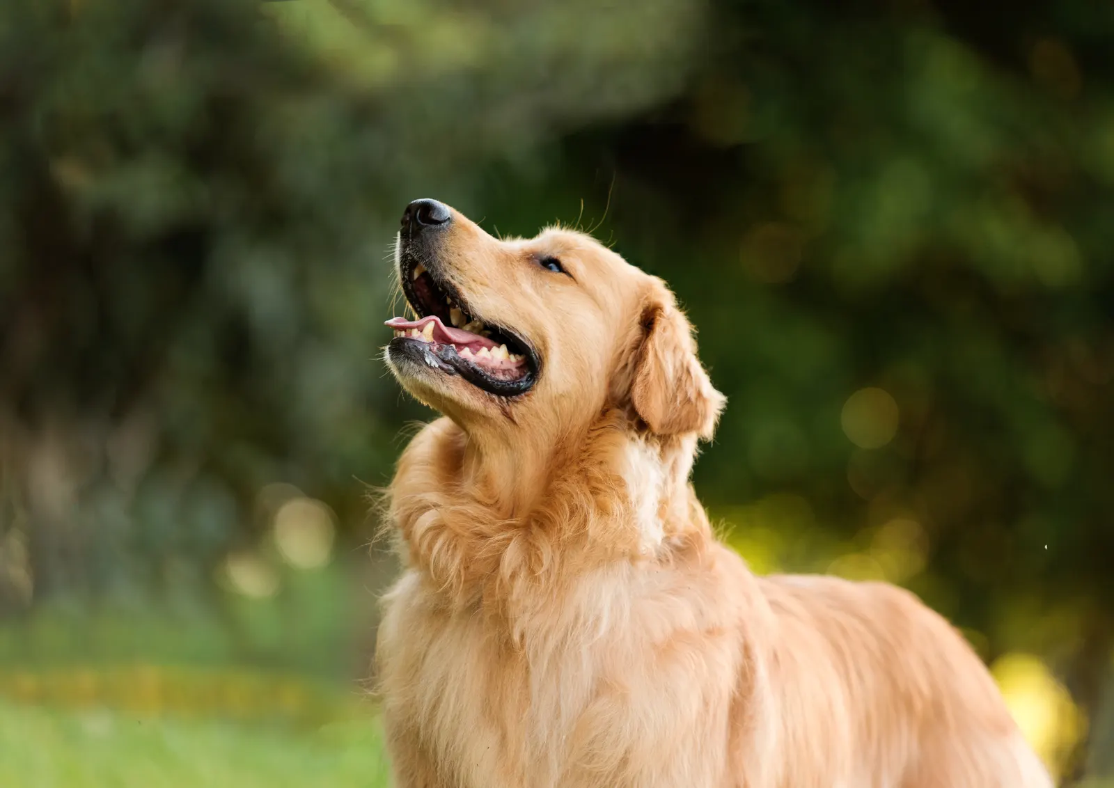 Imagem de um cachorro com pelo mais longo, com a boca aberta e uma expressão feliz. Ao fundo, há uma área verde desfocada.