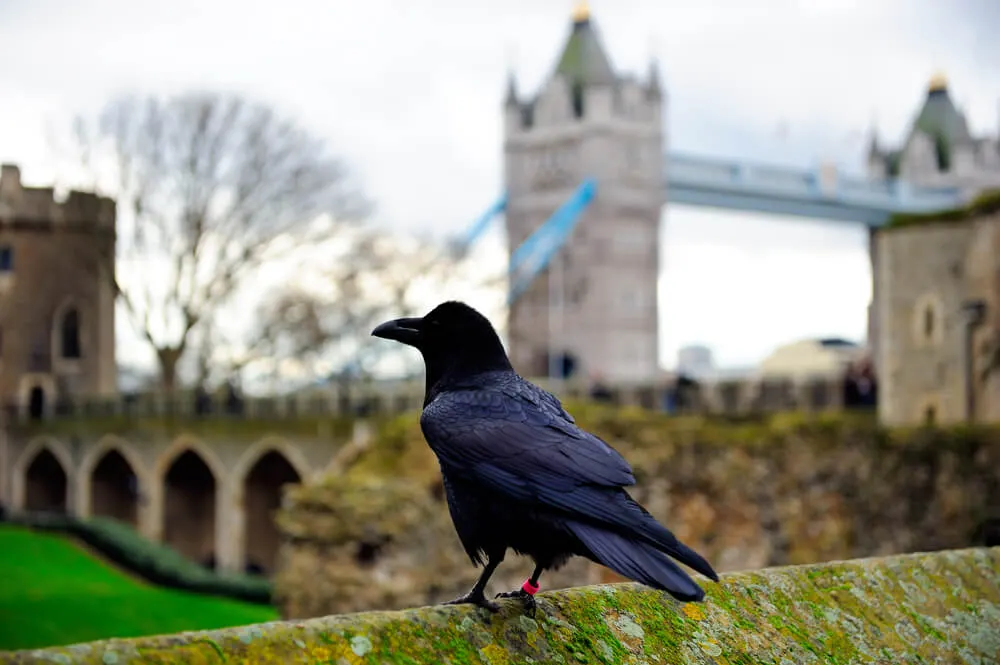 Corvo em frente à Torre de Londres